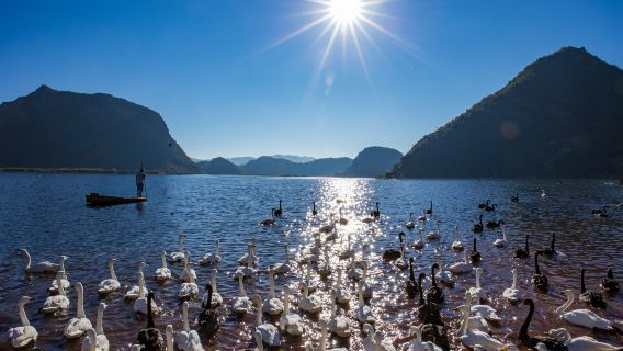 Puzhehei Swan Lake