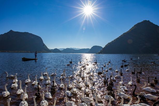 Puzhehei Swan Lake