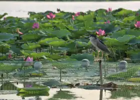 淮陽龍湖風景區