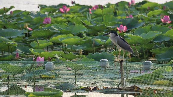 Huaiyang Longhu Scenic Area