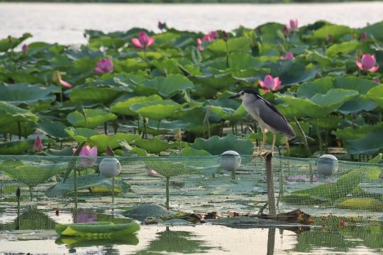Huaiyang Longhu Scenic Area