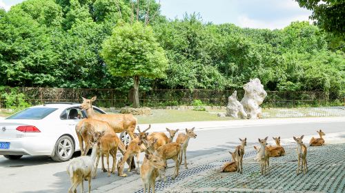 江蘇淹城野生動物世界