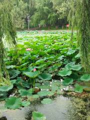 Lotus Pond