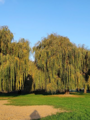 Molodizhnyy Park