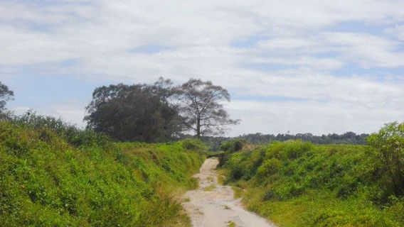 Kebun Teh Bahbutong, Sidamanik