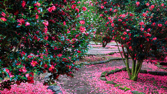 Camellia Viewing on Jeju Island