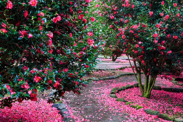 Camellia Viewing on Jeju Island