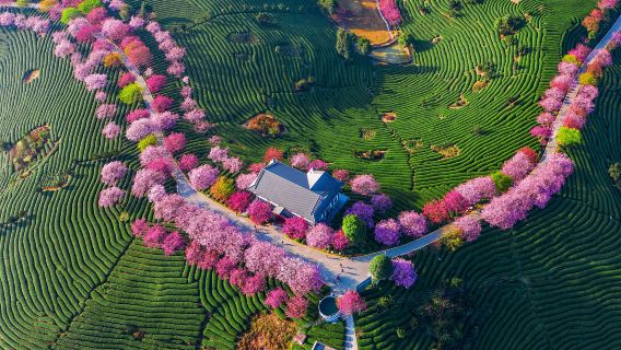 Cherry Blossom Viewing in Longyan