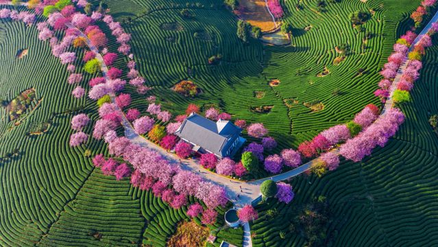 Cherry Blossom Viewing in Longyan