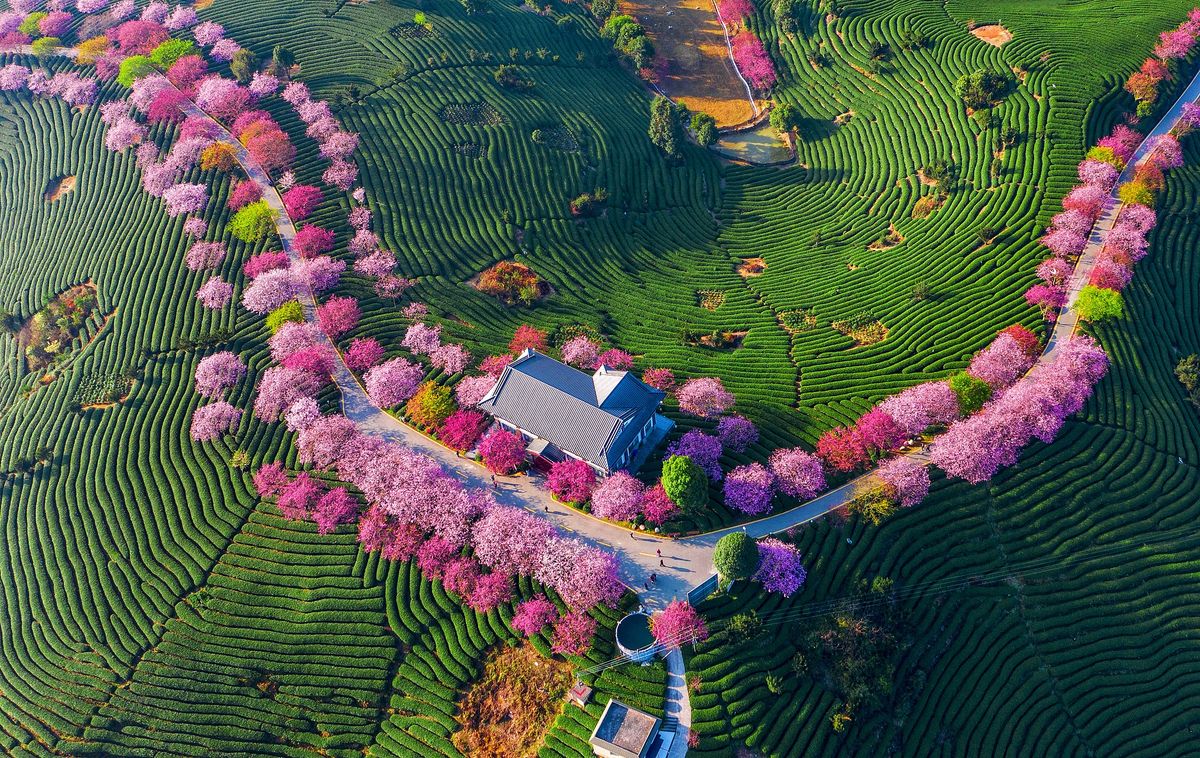 Cherry Blossom Viewing in Longyan