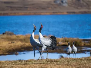 Dashanbao Black Neck Crane Nature Reserve