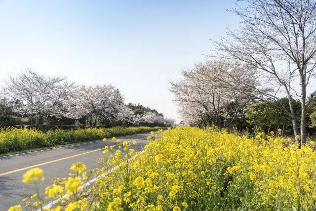 Cherry Blossom Viewing in Jeju
