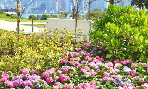 West Kowloon Cultural District