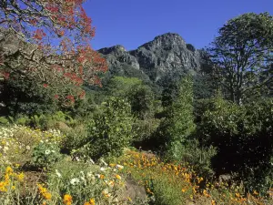 Top 10 Spring Outings in Cape Town
