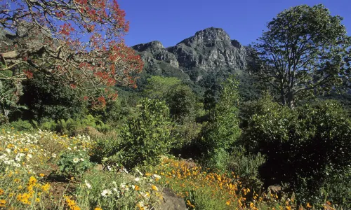 Kirstenbosch National Botanical Garden