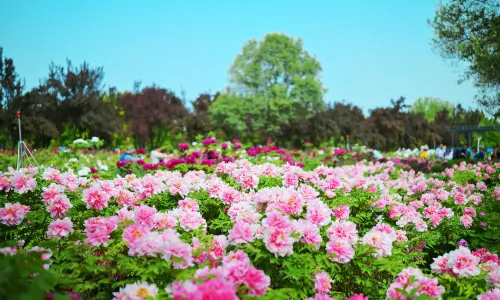 International Peony Garden