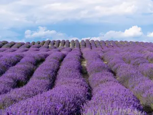 Princess Jieyou Lavender Garden