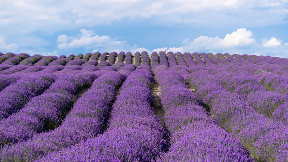 Princess Jieyou Lavender Garden