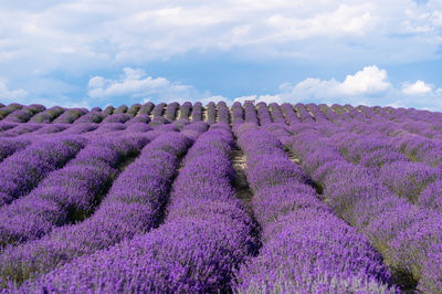 Princess Jieyou Lavender Garden