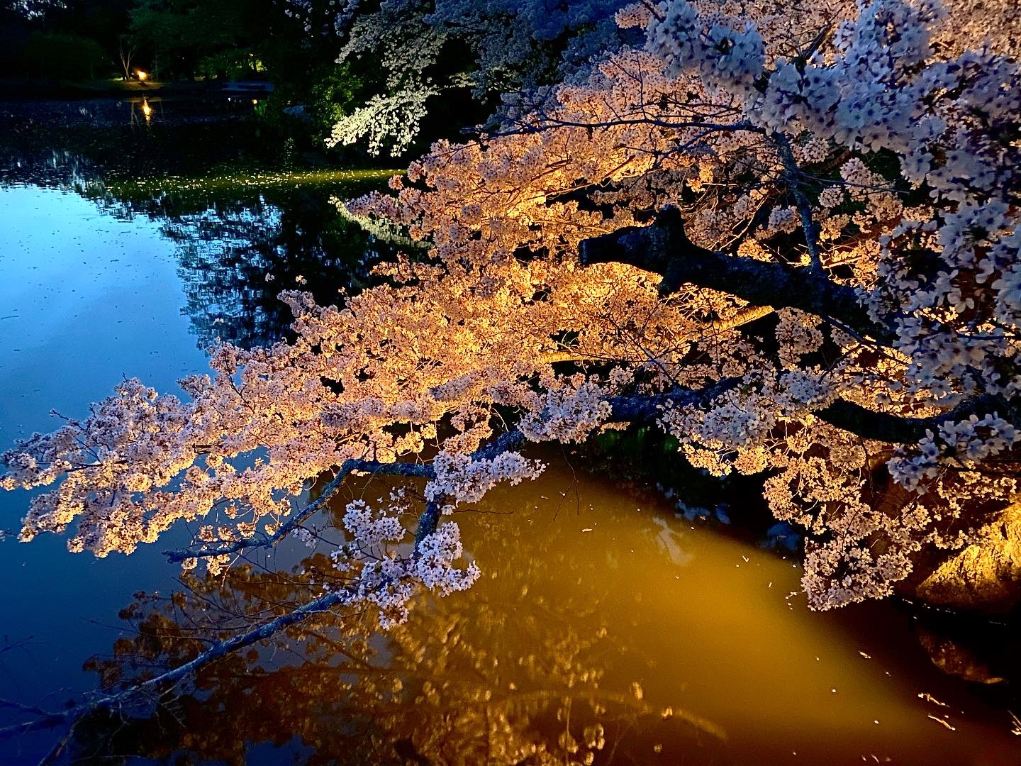 プロフ必読願います❗風景ジオラマ(浮見堂から見る情景) 夜の奈良公園・浮見堂と鷺池 | Trip.com 奈良