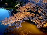夜の奈良公園・浮見堂と鷺池