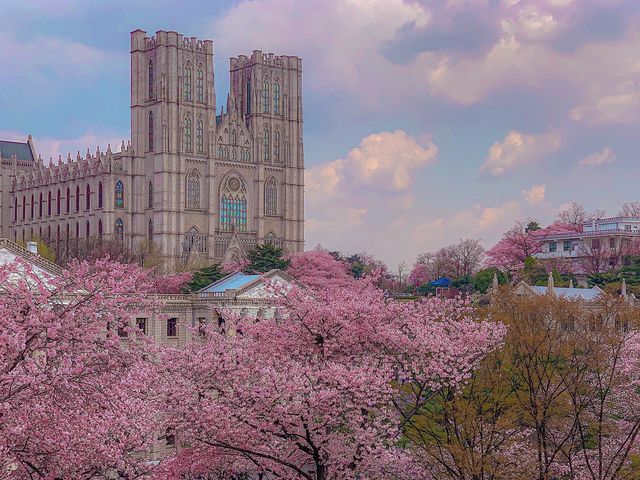 벚꽃하면 경희대 서울캠퍼스'경희랜드'