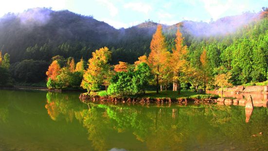 明池11月的落羽松超美，湖中間還有優美的小提琴演奏，令人非常