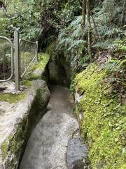 Glow Worm Caves