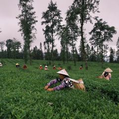 大地茶海餐廳張用戶圖片