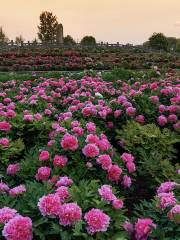 Shenzhou Peony Garden