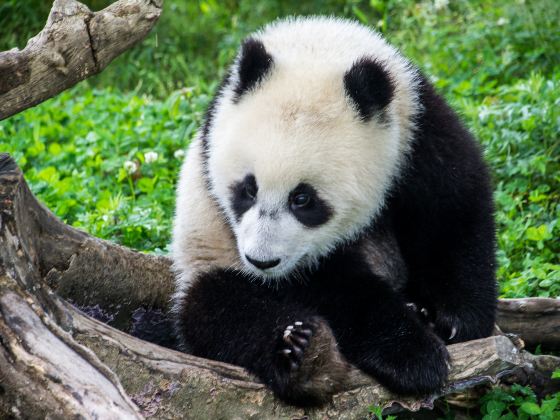 Bifengxia Panda Reserve