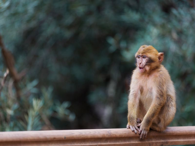 Lok Kawi Wildlife Park