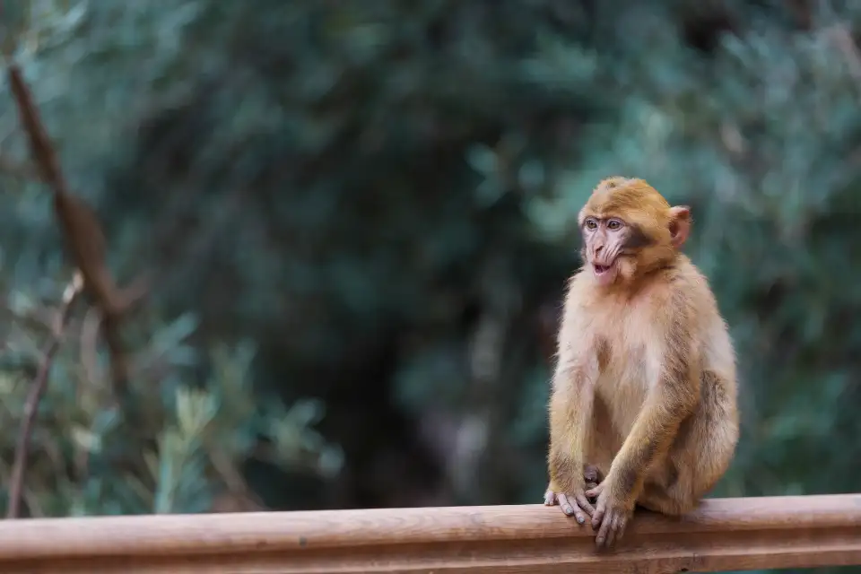 2_Lok Kawi Wildlife Park