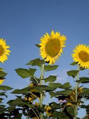 Champ de Fleurs de Tournesol