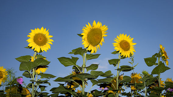 Champ de Fleurs de Tournesol
