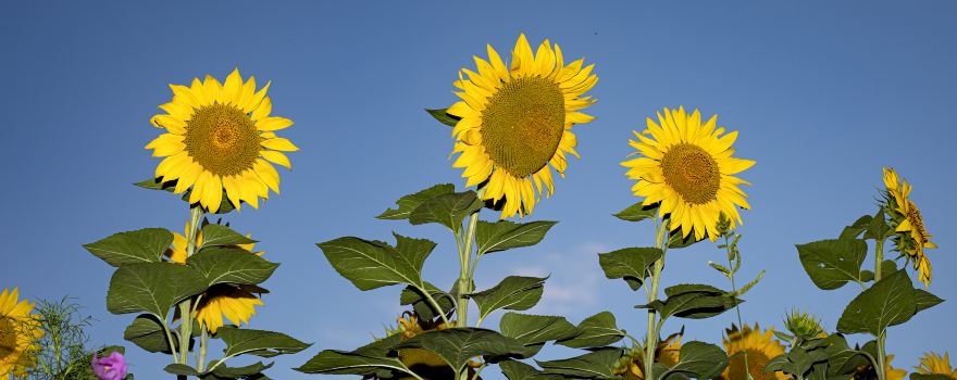 Champ de Fleurs de Tournesol