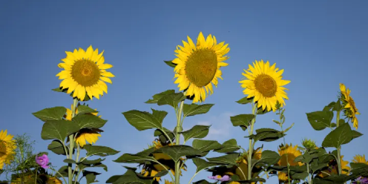 梵古向日葵花田