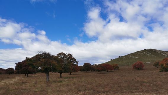 Hero Prairie