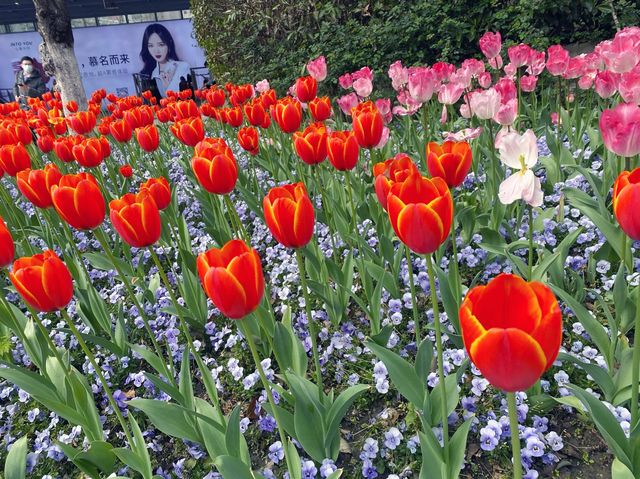 Tulip season in Jing’an 