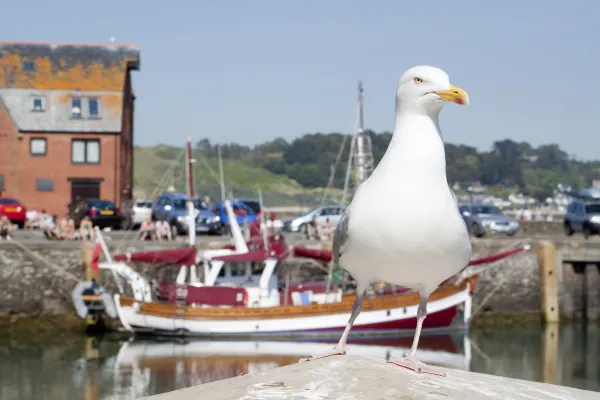 Shandong Airlines Flights to Newquay