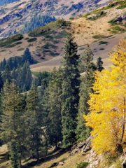 Wild Wolf Valley of Jimshaer County