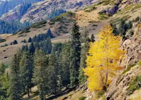 Wild Wolf Valley of Jimshaer County