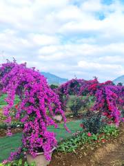 清遠花卉莊園