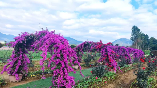 清遠花卉莊園