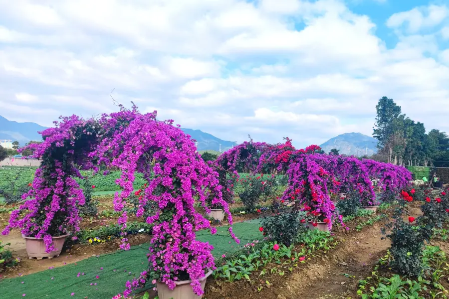 清遠花卉莊園