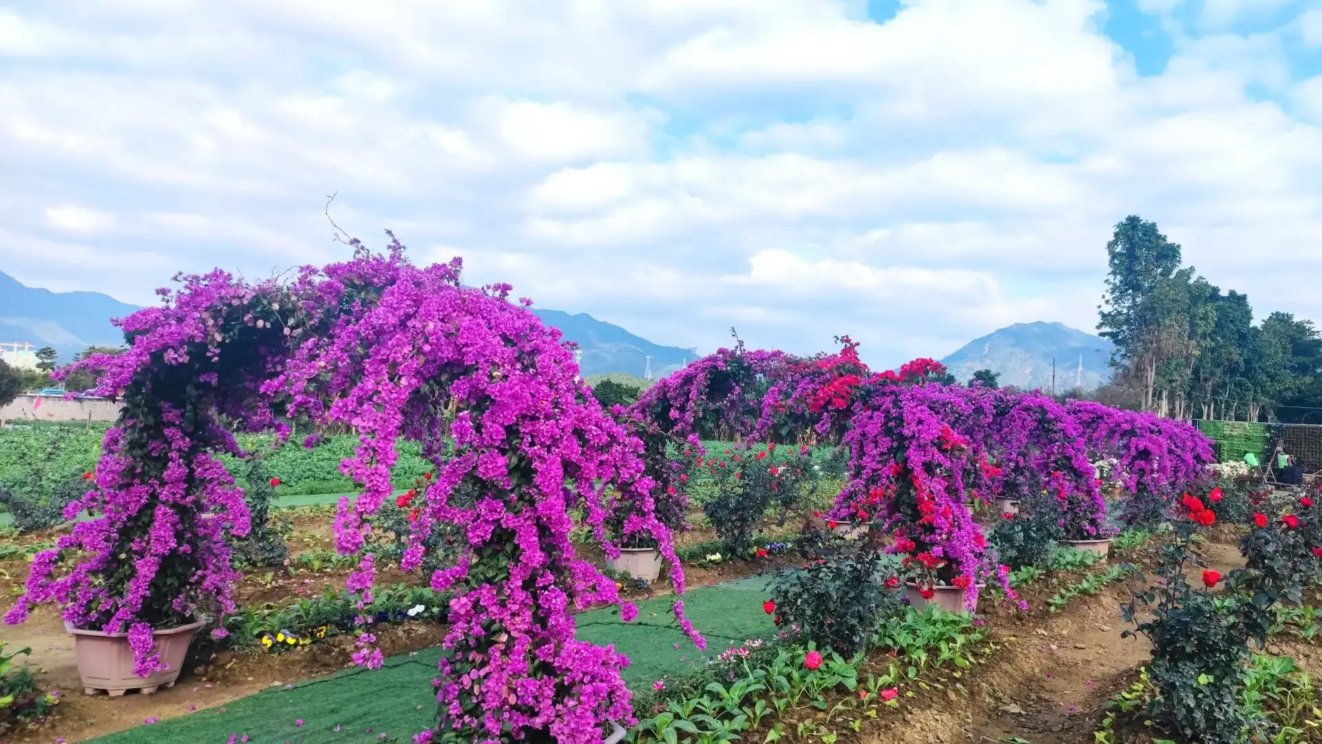 花卉小鎮周辺のホテル