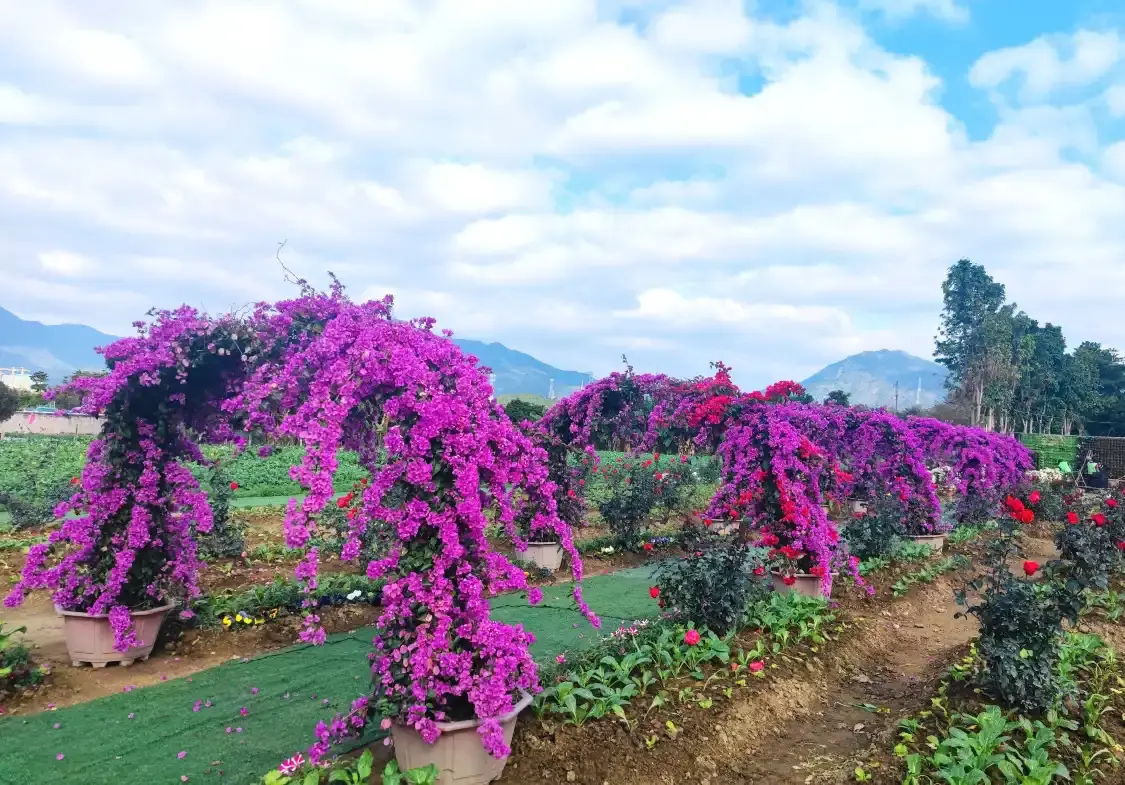 Hotels near Flower Town