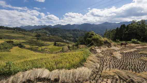 Huatian Terraces
