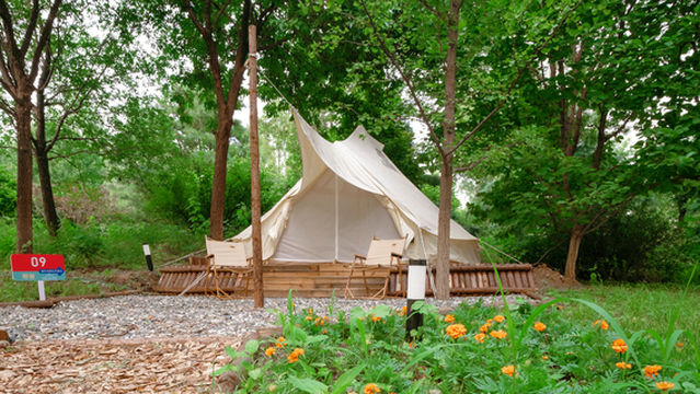 Ten Directions to the Wild