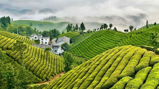 木耳山是湖北最美的茶園，也是中國最美的茶園之一，茶園面積之大